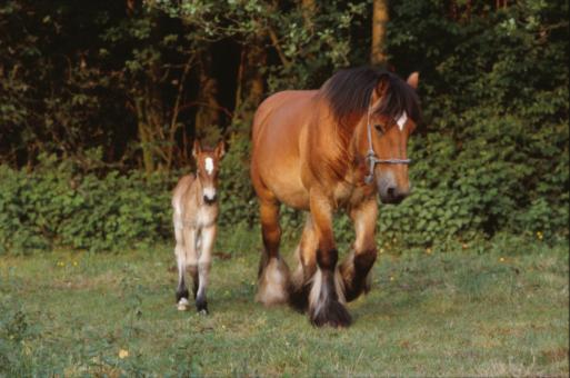 Free Stock Photo of Horses