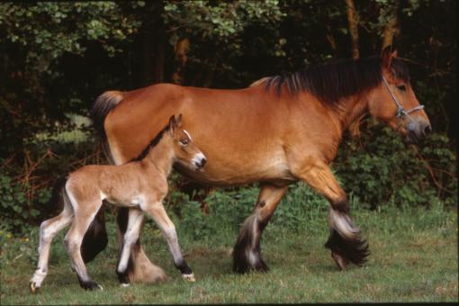 Free Stock Photo of Horses