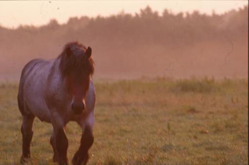 Free Stock Photo of Horse
