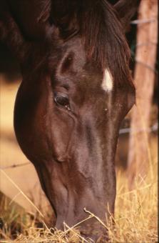 Free Stock Photo of Horse