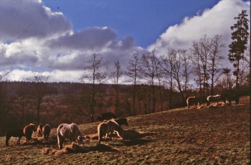 Free Stock Photo of Horses