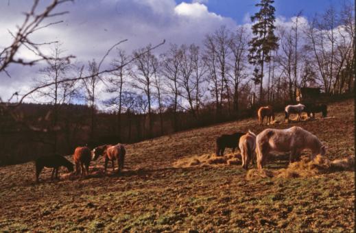 Free Stock Photo of Horses