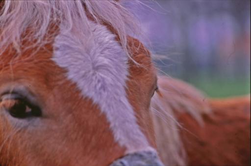 Free Stock Photo of Horses