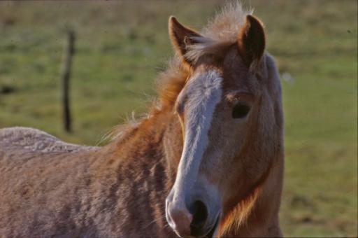 Free Stock Photo of Horse