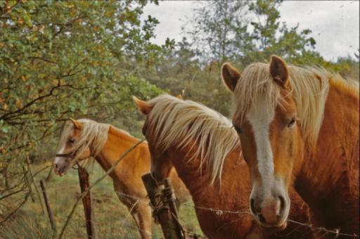 Free Stock Photo of Horses