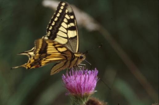 Free Stock Photo of Butterfly