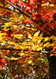 Free Stock Photo of Autumn Leaves