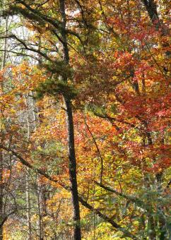 Free Stock Photo of Autumn Leaves