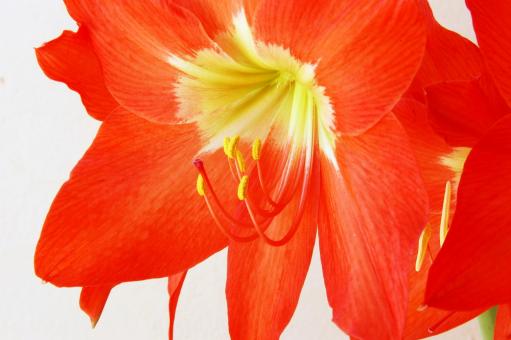 Free Stock Photo of Amaryllis