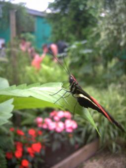 Free Stock Photo of Profile butterfly