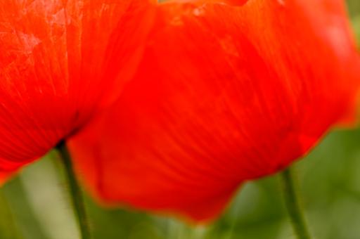 Free Stock Photo of Zenn's Tulips