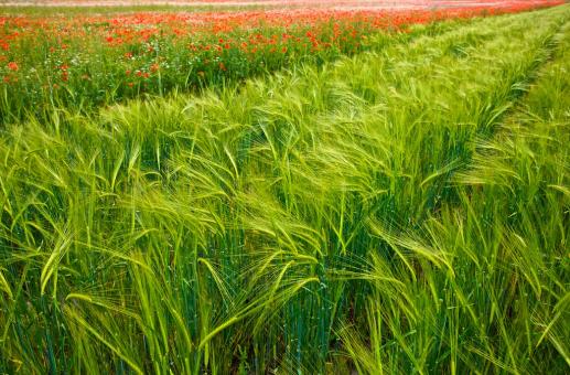 Free Stock Photo of Zenns Cornfield