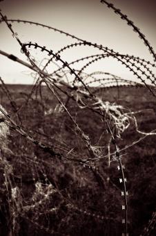 Free Stock Photo of Barbed Wire