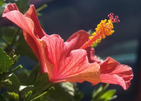 Free Stock Photo of Pink Hibiscus Flower