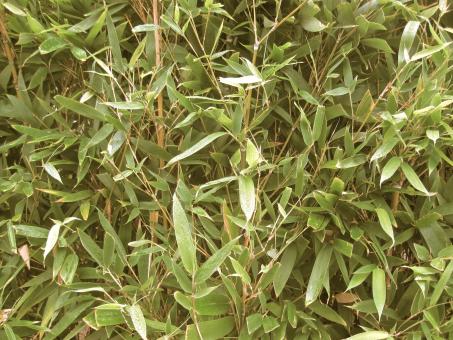 Free Stock Photo of Plant Wall