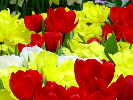 Free Stock Photo of Yellow And red Flowers