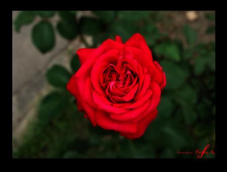 Free Stock Photo of Rose