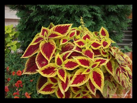 Free Stock Photo of Yellow and red leaves
