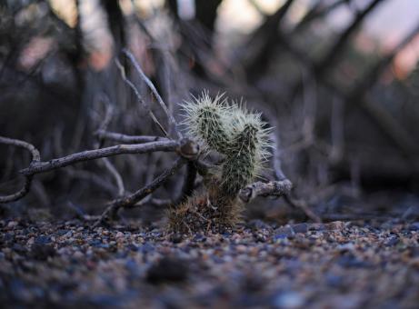 Free Stock Photo of Cactus