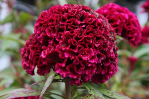 Free Stock Photo of Red Flower
