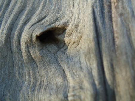 Free Stock Photo of Eye of elephant