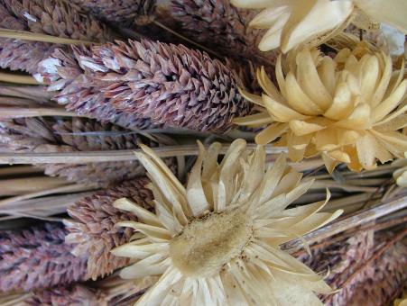 Free Stock Photo of Dried Flowers