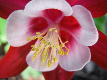 Free Stock Photo of Aquilegia Flower