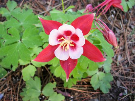 Free Stock Photo of Aquilegia Flower