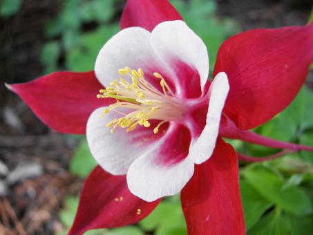 Free Stock Photo of Aquilegia Flower