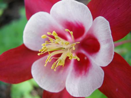 Free Stock Photo of Aquilegia Flower