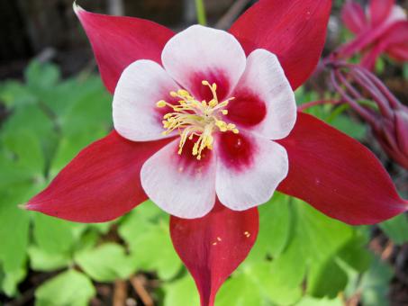 Free Stock Photo of Aquilegia Flower