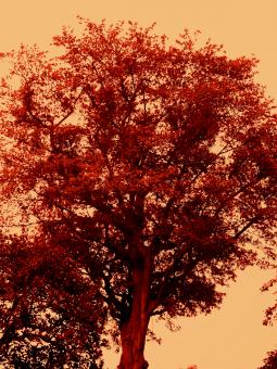 Free Stock Photo of Shades of Autumn
