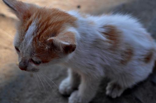 Free Stock Photo of Stray Kitten