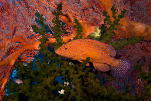 Free Stock Photo of Christmas underwater