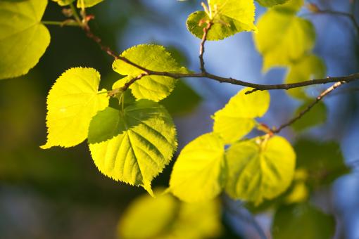 Free Stock Photo of spring leaves 