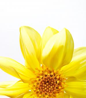 Free Stock Photo of Vivid Yellow Flower