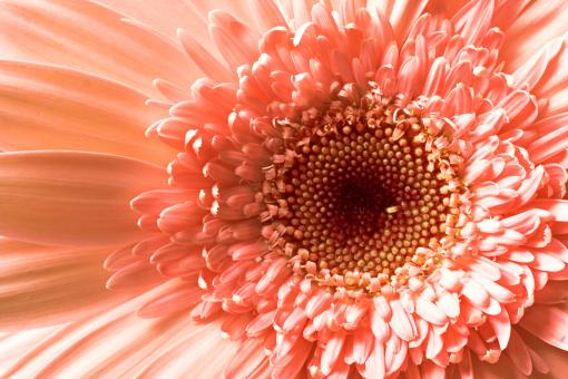 Free Stock Photo of flower