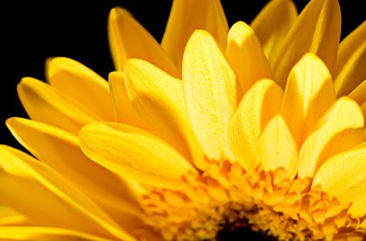 Free Stock Photo of flower