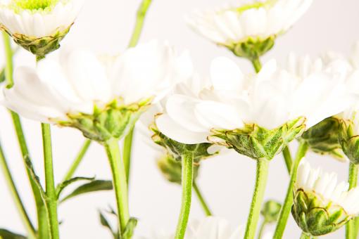 Free Stock Photo of Beautiful White Flowers