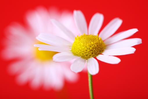 Free Stock Photo of White Flowers on Red Background
