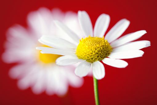 Free Stock Photo of White Flower on Red Background