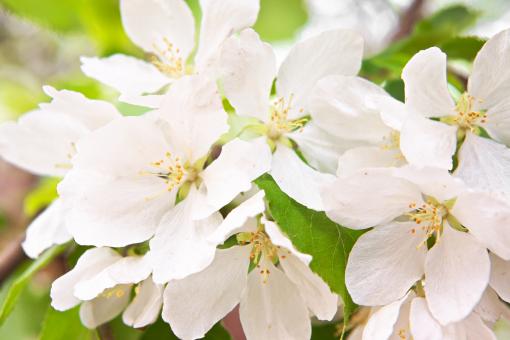 Free Stock Photo of White Flower in Bloom