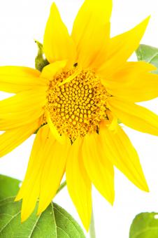 Free Stock Photo of flower