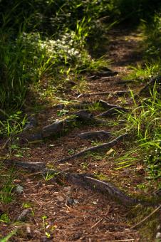 Free Stock Photo of scene of nature