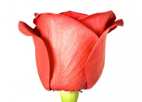 Free Stock Photo of rose