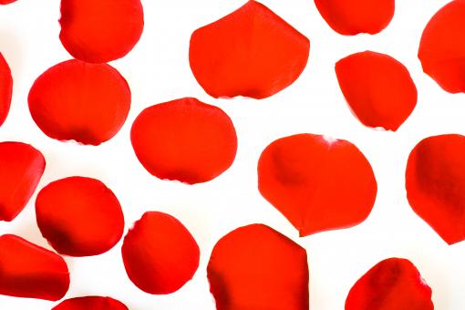 Free Stock Photo of rose petals