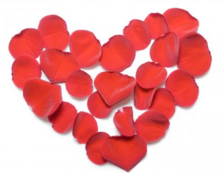 Free Stock Photo of rose petals