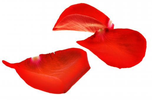 Free Stock Photo of rose petals