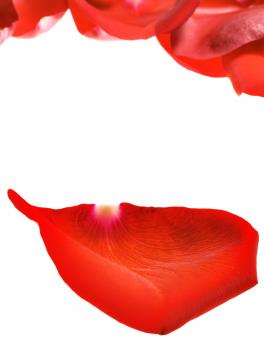 Free Stock Photo of rose petals