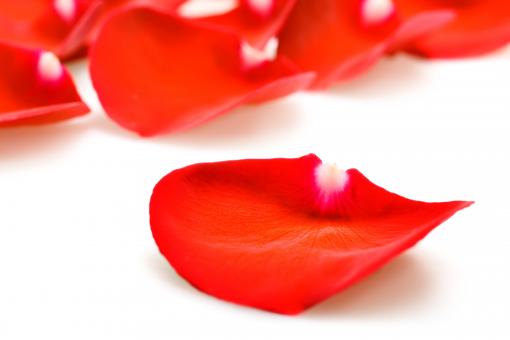 Free Stock Photo of rose petals